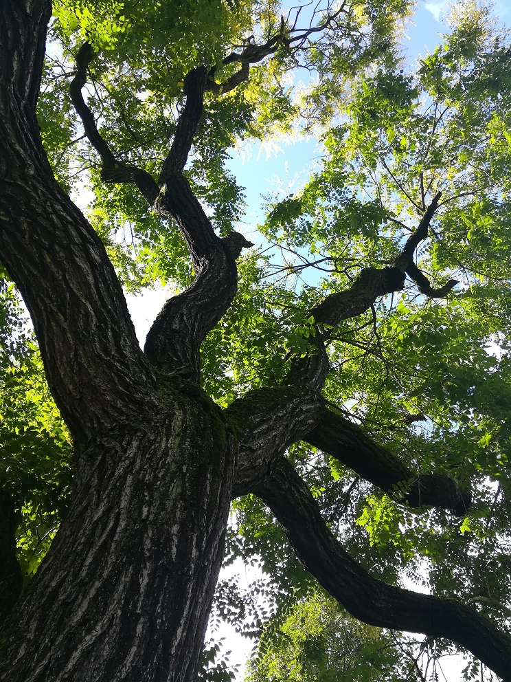Un grande albero secolare in Valmarecchia